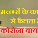 mosquito