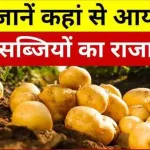 Potato The King of Vegetables