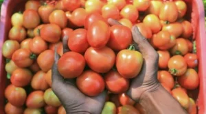 Tomato price hike